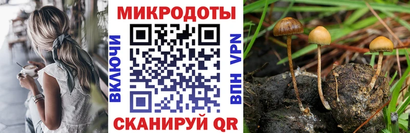 Галлюциногенные грибы Psilocybine cubensis  Тулун 